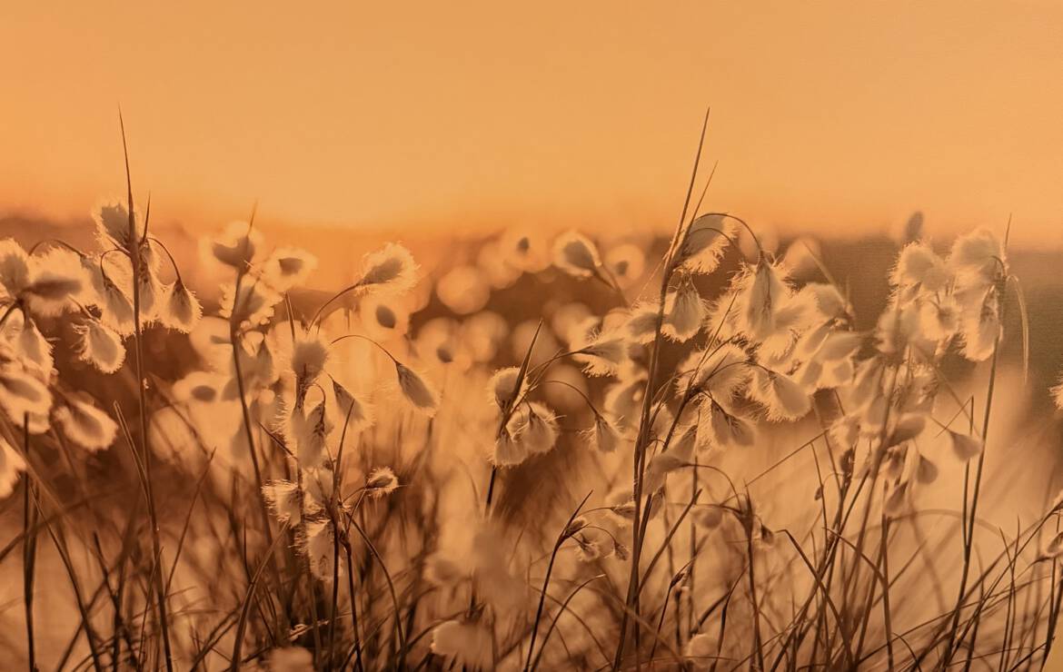 Der Weg meines Herzen